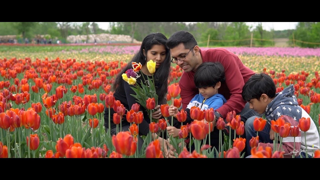 Ottawa Tulip Festival Montreal, Canada YouTube
