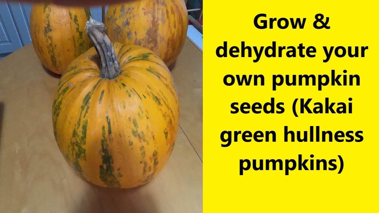 Grow & dehydrate your own pumpkin seeds Kakai green hulless pumpkins