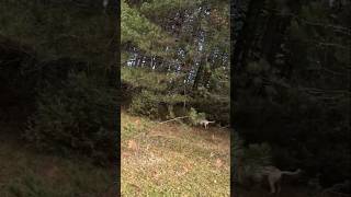 Wood Hunting Amazing Shot