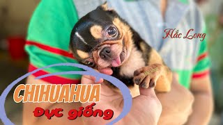 Giới thiệu em Chihuahua màu đen vàng | Đực giống đã tạo ra nhiều sản phẩm đẹp trên thị trường