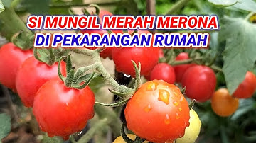 MENANAM TOMAT CHERRY DARI SEMAI SAMPAI PANEN ‼️