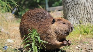 Preston Donion's dam good adventure with a beaver at Turtle Bay! screenshot 5