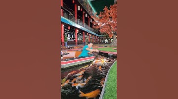 Vừa uống cà phê và ngắm cá koi ăn cảm giác tuyệt vời