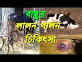 গরুর বাছুর লালন পালন ও চিকিৎসা।বাছুরের নাভি ফোলা রোগ ও প্রতিকার।cow farming।বাংলার কৃষিচিত্র