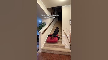 Mr. Potato is rolling around || izabelamarie #funny #school #relatable #trending #fyp