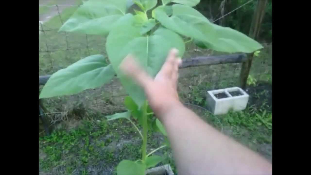 Sunflowers 'n' Coneflowers in SW FL Zone 9b Part 1 YouTube