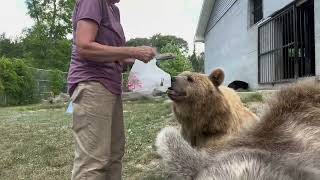 The first step in making the Christmas Teddy Bears! Gathering the fur! Yes, Susan brushes the bears!