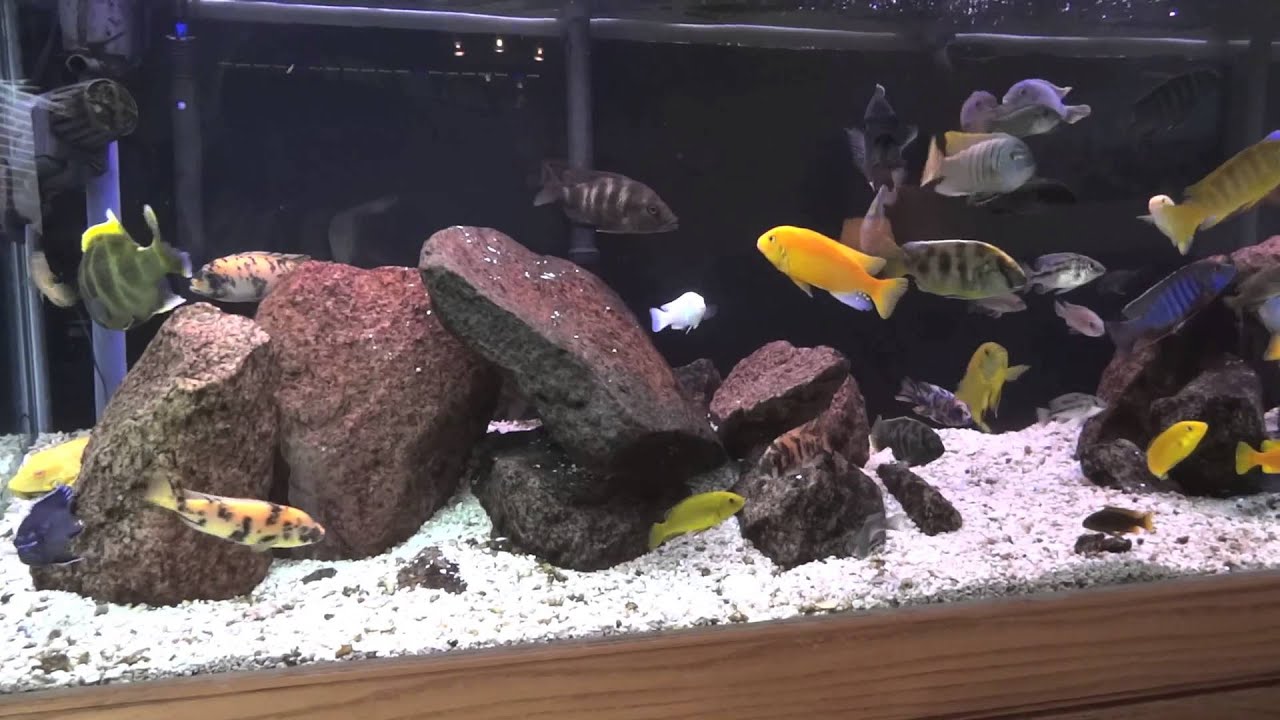 dwarf shrimp lifespan African Tank Update