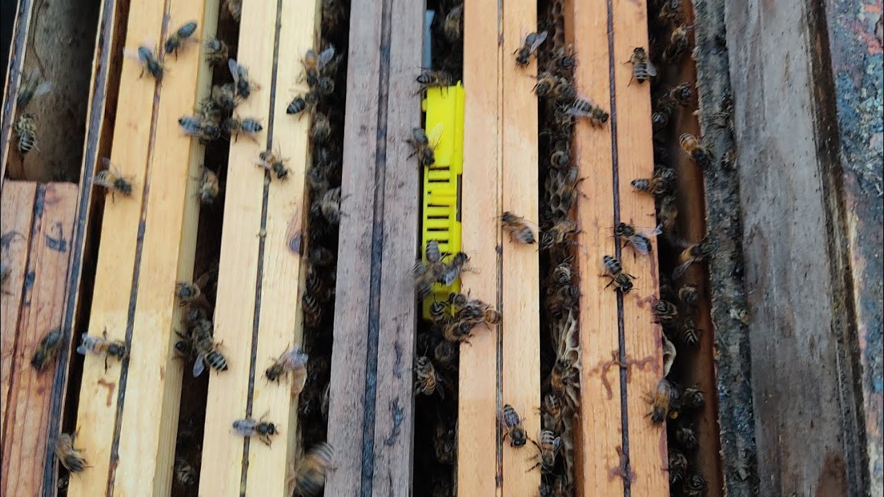 Verifica accettazione regine in nuclei orfani e aggiunta foglio cereo dove necessario