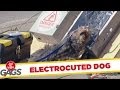 Đùa chút thôi nước ngoài - Electrocuted Dog - Throwback Thursday