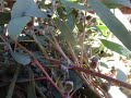 How to harvest Eucalyptus seeds