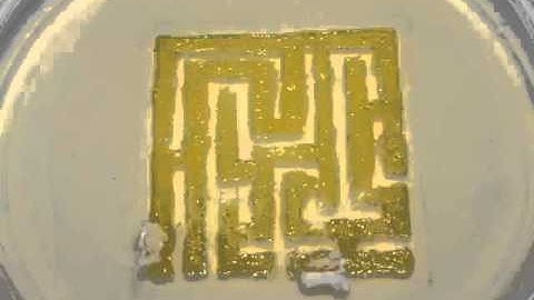 Time Lapse of Slime Mold (Physarum polycephalum)