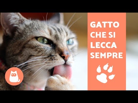 Video: Toelettatura Eccessiva Del Gatto: Perché Il Mio Gatto Si Lecca Così Tanto?