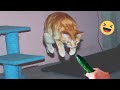 Try not to laugh cats and dogss   best funniest animals 2024 4