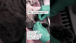 Veterinarian Cutting Cat’s ear! Why??