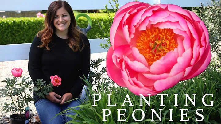 Planting Peonies (Plants & Tubers) in My Garden! 🌿🌸// Garden Answer - DayDayNews