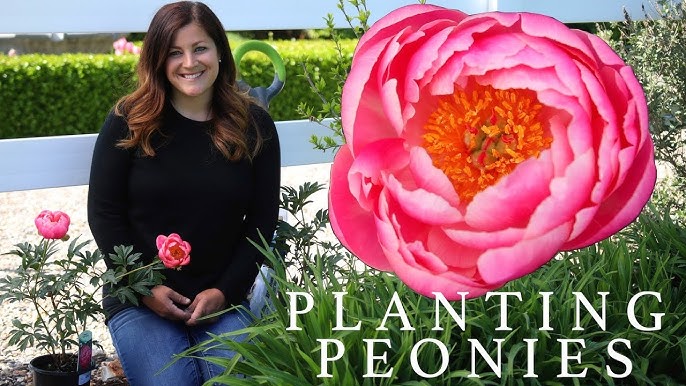 Peony Growing Guide!!! How to Plant, Grow, Harvest, Divide