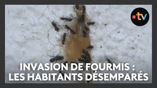 Invasion de fourmis dans un village d'Alsace : les habitants désemparés