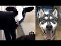 That’s No Dog! Wild Animals That Were Mistaken for Different Species