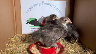 Chocolate Orpington Chicks Chocolate Orpington 5 Weeks Old