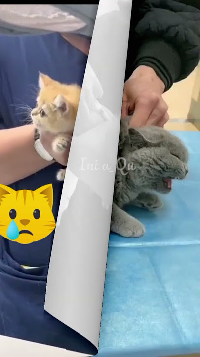 Berbagai reaksi kucing ketika di suntik#shorts