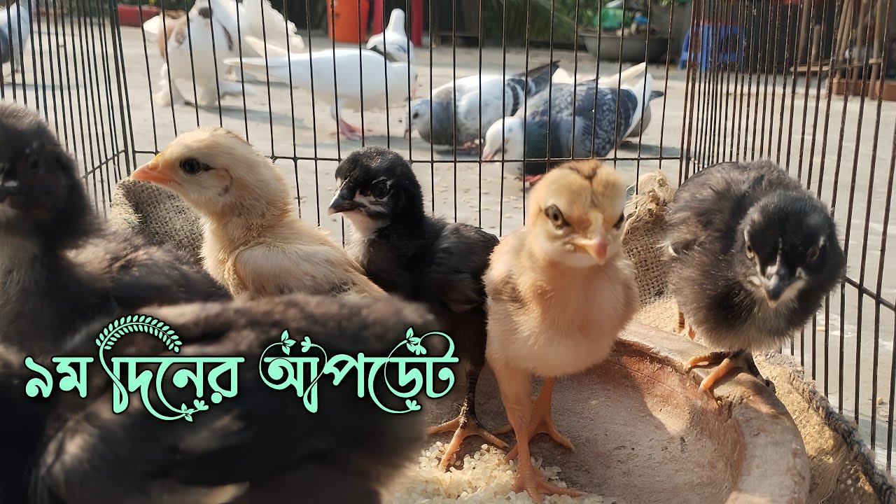 সুস্থভাবে কীভাবে মুরগির বাচ্চা পালন করবেন..? 😁🐤 #মুরগির_বাচ্চা #দেশিমুরগি #মুরগিপালন
