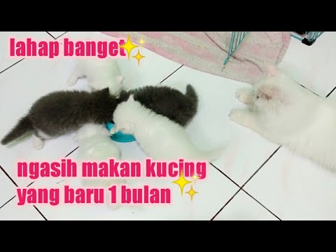 Video: Cara Memberi Makan Anak Kucing Pada Usia 1,5 Bulan