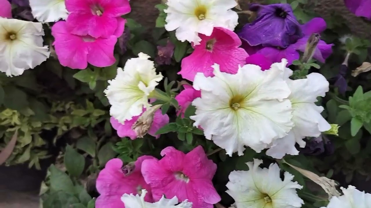 Very nice nature vlog 🌿 @Highlight 