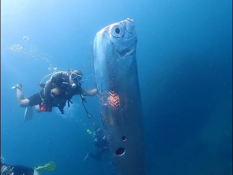 ЛЮДИ ОБЕСПОКОЕНЫ! Гигантская «рыба судного дня» всплыла на поверхность