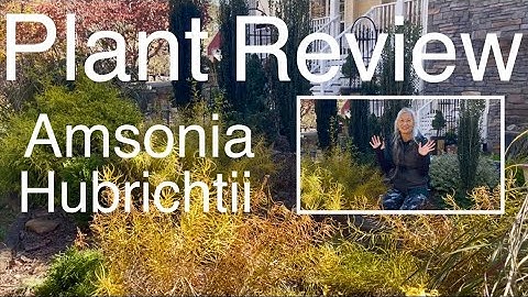 AMSONIA HUBRICHTII🌿Fall Foliage & MORE