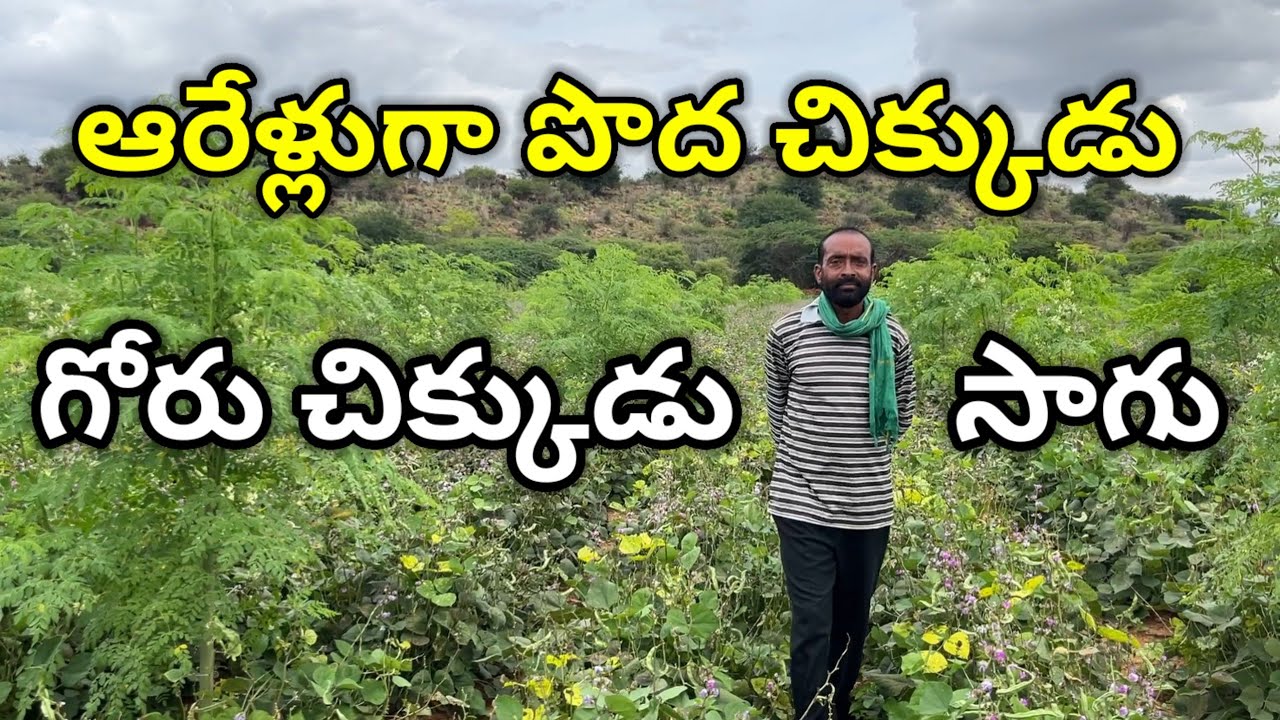 4 ఎకరాల్లో  పొద చిక్కుడు  గోరు చిక్కుడు సాగు | Broad Beans | Cluster Beans Farming |