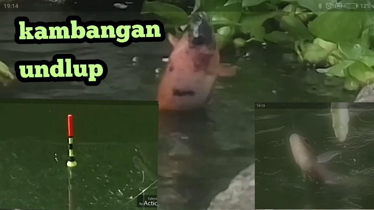 Mancing nila pake umpan pelet,hasilnya juosss