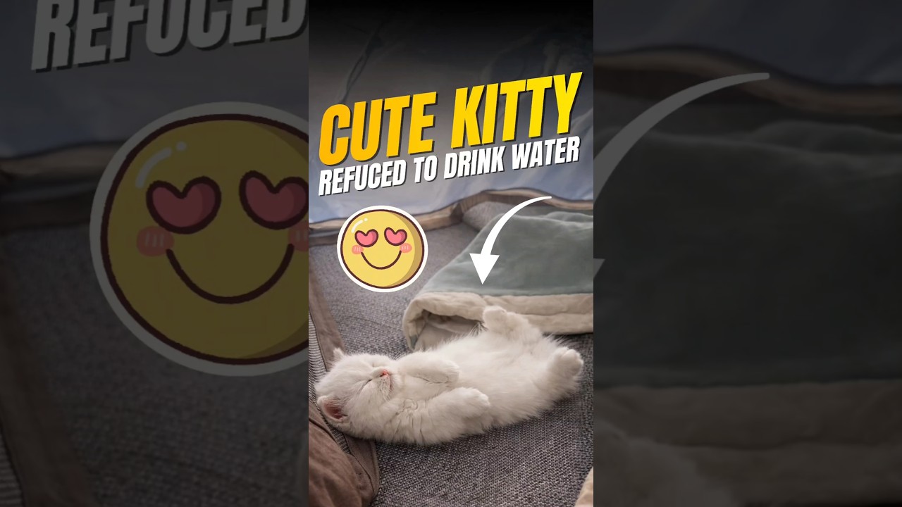 ഇത്രേം ക്യൂട്ട് ആയ കുഞ്ഞ് പൂച്ച 🥹 this cat look so cute 