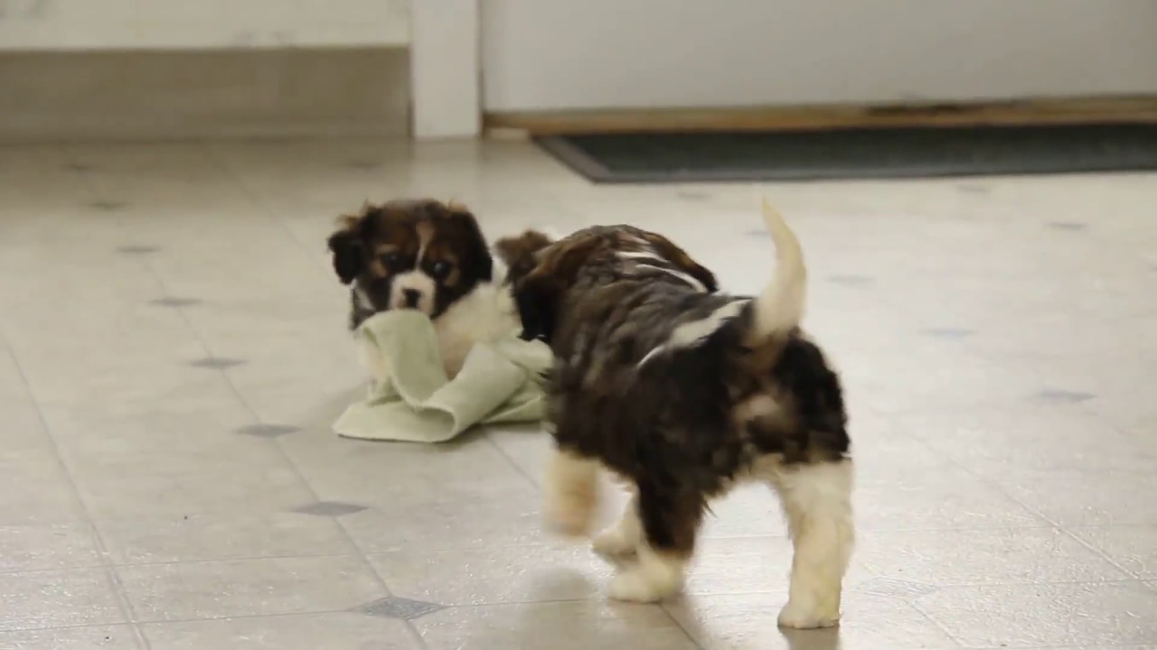 Cavalier Mix Puppies For Sale - YouTube