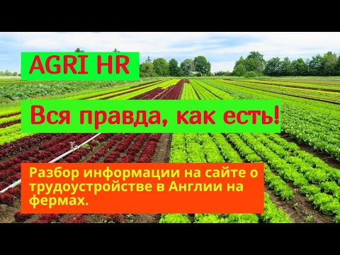 💥 Agri HR - ВСЯ ПРАВДА! Работа на ферме в Англии.