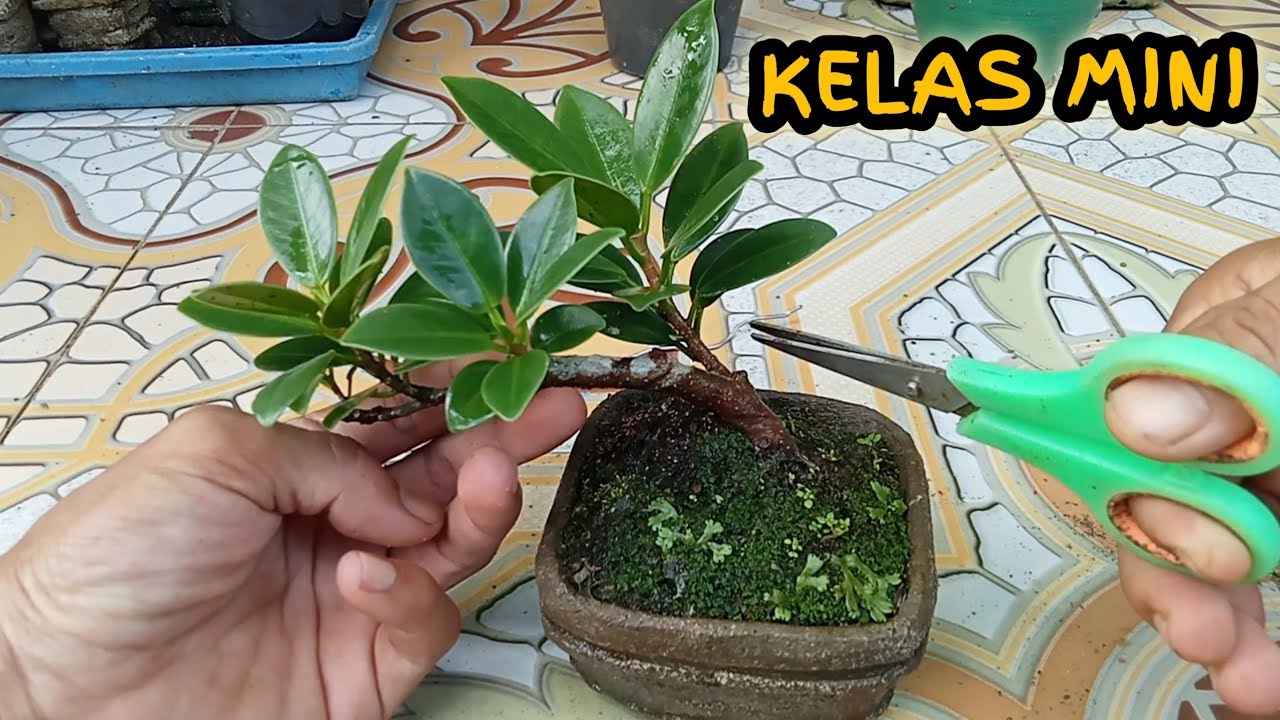 cara-merimbunkan-dan-membentuk-bonsai-beringin-dolar-korea-youtube