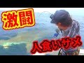 【衝撃】100キロ級の人食いサメと大激闘！！【水中映像】