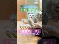 シロフクロウの餌やり🐁🐛腕の上で食べます20260629ライブ ハイライト#snowyowl #シロフクロウ #owl #フクロウ
