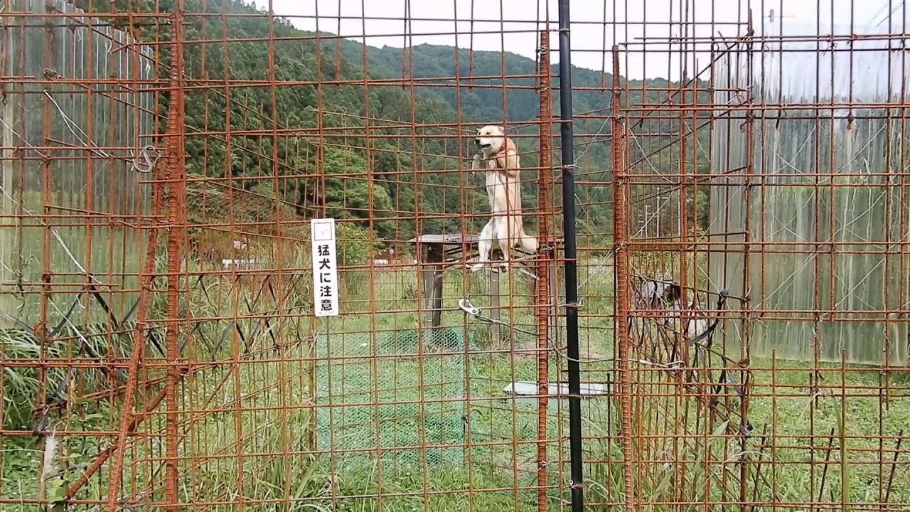 縄文柴犬また登る Jomon Shiba Inu climbs