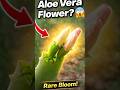 Aloe Vera Flower? 😱 You Won’t Believe This! #shorts #garden #alovera #plants #youtubeshorts