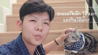 ยาลดไข้เด็ก ให้หมาแมวกินได้มั้ย? พารา แอสไพริน ไอบูโปรเฟน มีพิษต่อสัตว์อย่างไร?