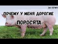 Сделал  половину свинарника, залил бетонные полы / ответ почему у меня дорогие поросята