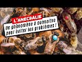 Lanecbalie  un phnomne  connaitre pour viter les problmes 