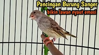 Pancingan Burung SANGER GACOR paling ampuh bikin yang lain pada bunyi.