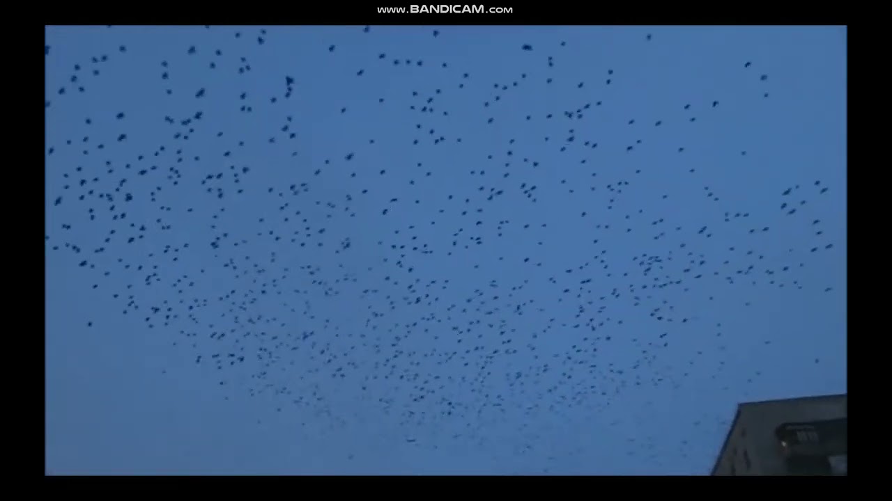 Грач - интересные факты