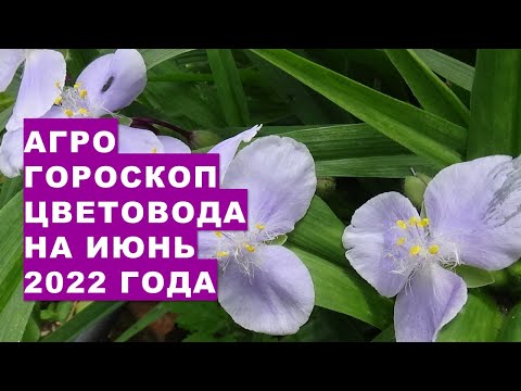 Video: Kada reikėtų iškasti kalos svogūnėlius?