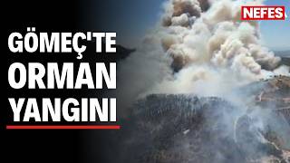 Gömeç'te orman yangını