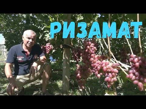 Виноград Ризамат
