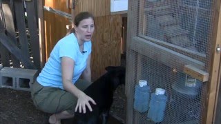 How to Raise Chickens - Chicken coop ideas - How to maintain a chicken coop