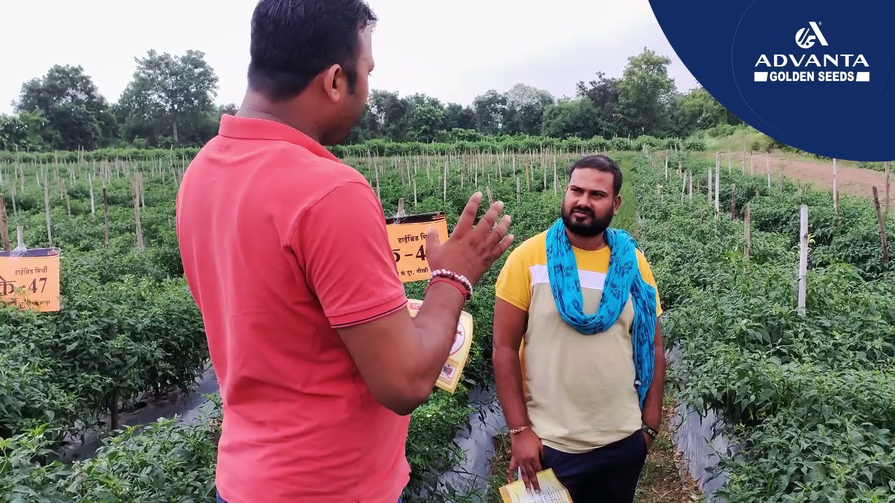 Farmer Testimonial Hybrid Chilli AK - 47 ( Chhattisgarh )